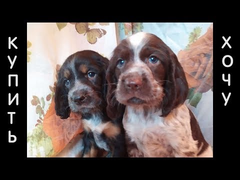 Видео: Где купить хорошего русского охотничьего спаниеля