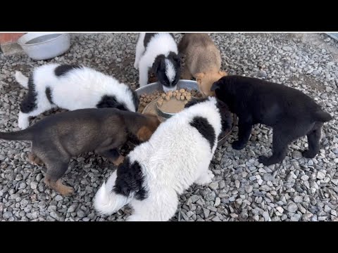 Видео: Кормление Щенят/ Уход и забота за спасёнными с улиц собак и кошек 