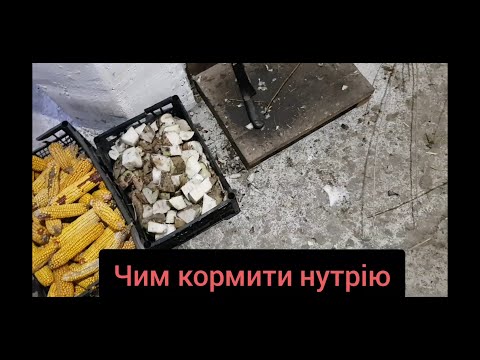 Видео: Денний раціон наших нутрій