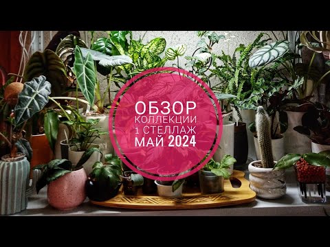 Видео: Обзор коллекции пол года спустя  Стеллаж №1