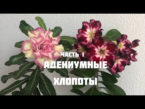 Видео: Ч.1 Адениумные хлопоты. Немного бутонов, цветов и про опыление)