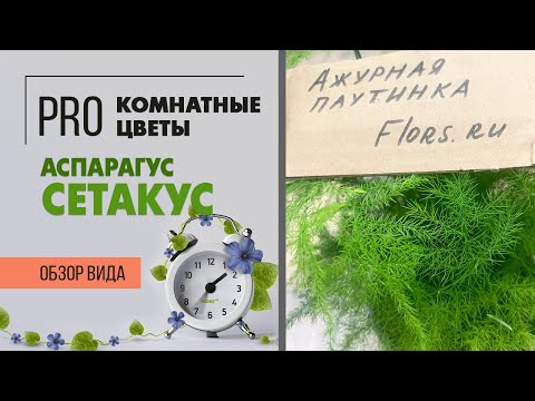 Видео: Аспарагус Сетакус - ажурное чудо | Неприхотливое комнатное растение для дома и офиса. Как ухаживать.