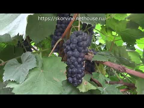 Видео: Сорт винограда Гурзуфский розовый сезон 2017 21.09.2017