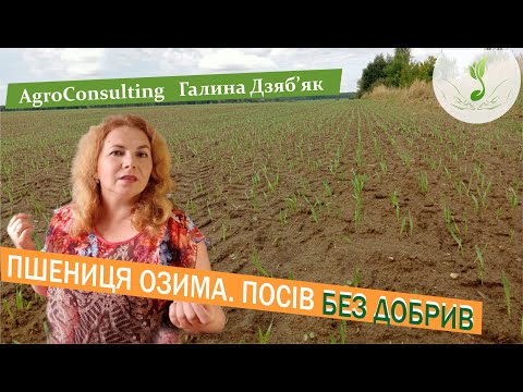 Видео: Чи варто сіяти пшеницю без добрив? Як частково компенсувати фосфор?
