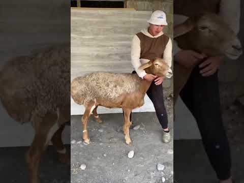 Видео: 30 сентября 2025 г.