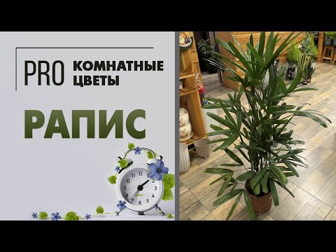 Видео: Рапис. Мощная пальма с интересной формой листьев. Уход, пересадка, размножение, полив и вредители.