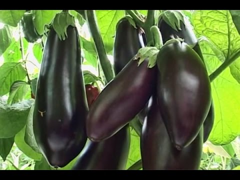Видео: ЛУЧШИЕ ПРОВЕРЕННЫЕ СОРТА БАКЛАЖАНОВ И СРОКИ ПОСЕВА!