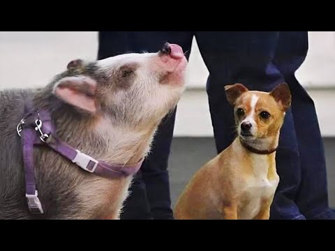 Видео: Самые смешные видео с животными, от которых вы будете кататься по полу! 😂 Лучшее смешное видео с ...