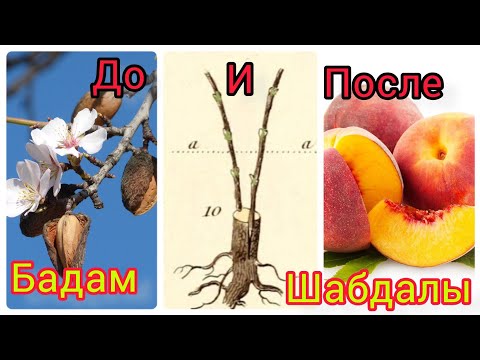 Видео: Бадамга шабдалы улоо. прививка персика на миндал. #прививка#персик#шабдалы# кыйыштыруу
