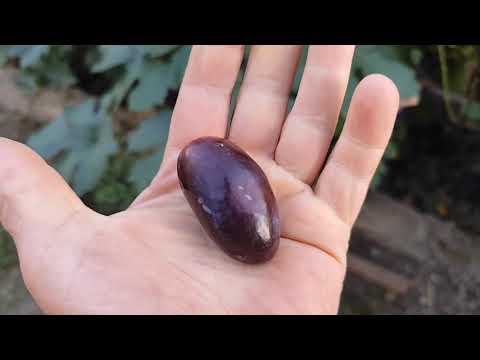 Видео: Торнадо#Калугина#волгоград 