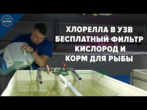 Видео: Хлорелла в узв - бесплатный фильтр, кислород и корм для рыбы!