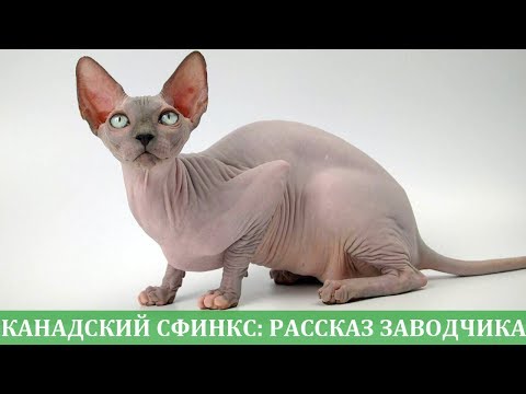 Видео: Канадский сфинкс: рассказ о породе от заводчика