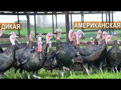 Видео: Американская дикая индейка. Три тысячи голов в КФХ Кирилла Жданова
