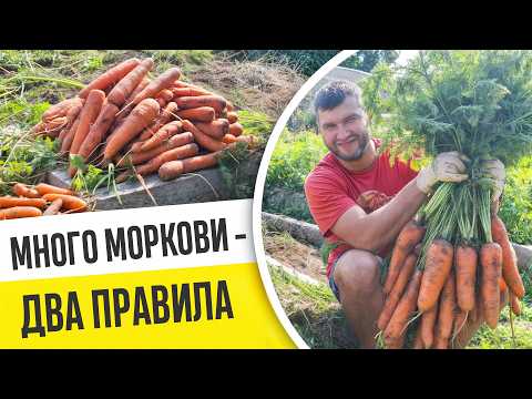 Видео: МНОГО МОРКОВИ - ЛЕГКО И ПРОСТО! ДВА ГЛАВНЫХ ПРАВИЛА ХОРОШЕГО УРОЖАЯ МОРКОВИ!