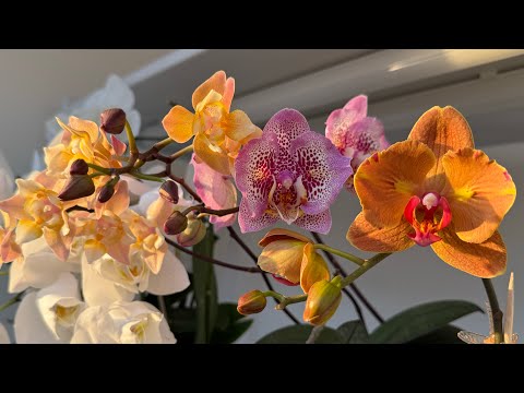 Видео: Сентябрь Цветение. Новенькие! Купание под душем, мой уход, удобрения