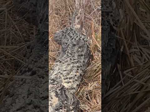 Видео: ОЧИСТКА 