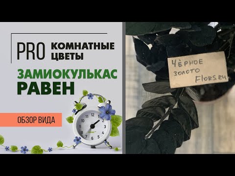 Видео: Замиокулькас Равен - черное золото, а не растение. Долларовое дерево непривычного окраса.