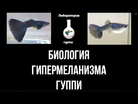 Видео: Биология гипермеланизма гуппи