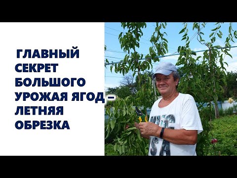 Видео: Главный секрет большого урожая ягод - летняя обрезка