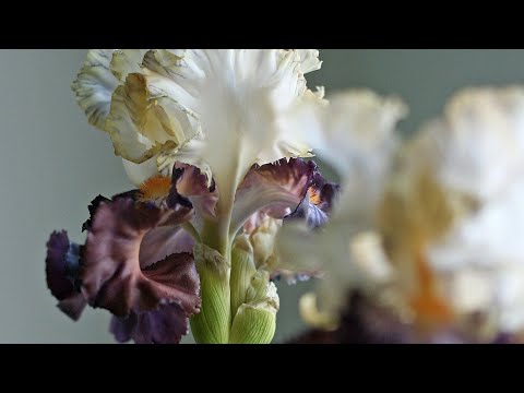 Видео: МК ирис из полимерной глины (Master class, polymer clay iris)