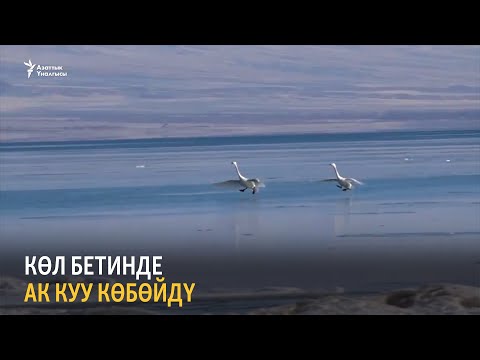 Видео: Көл бетинде ак куу көбөйдү