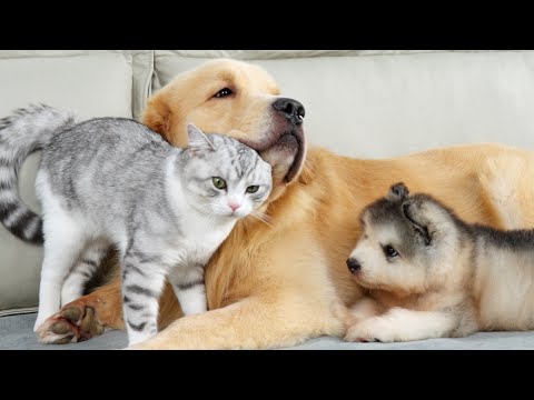 Видео: Котёнок отказывается делить золотистого ретривера со щенком маламута