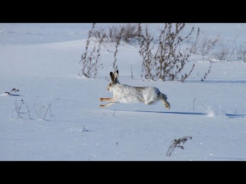 Видео: Охота на зайца 28.11.2023. и одной дробинки хватает.