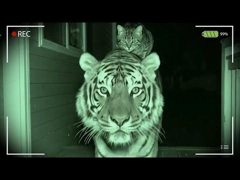 Видео: Коты, которые привели домой новых друзей 😹 Самое смешное видео с кошками и животными!