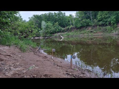 Видео: Вечерняя зорька на реке Кинель, приехали посидеть на соменка