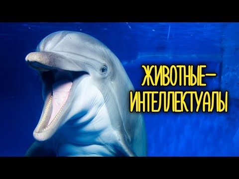 Видео: Умные животные. Дельфины, лошади, обезьяны, вороны, попугаи и не только