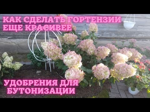 Видео: Как сделать гортензии еще красивее: удобрения для бутонизации.