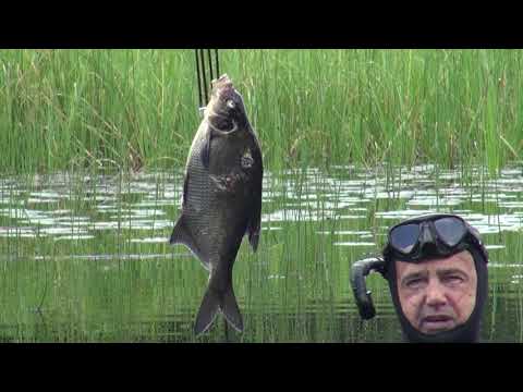 Видео: Как определить прозрачность воды! Подводная охота с Александром Кочубеем!