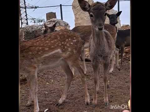 Видео: Неймовірне поруч.  Лебедине озеро. 