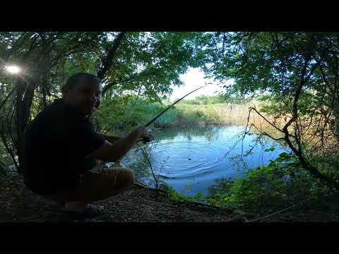 Видео: Красивая дикая река, где живут Амуры и Огромные караси лапти. Рыбалка на удочку с поплавком