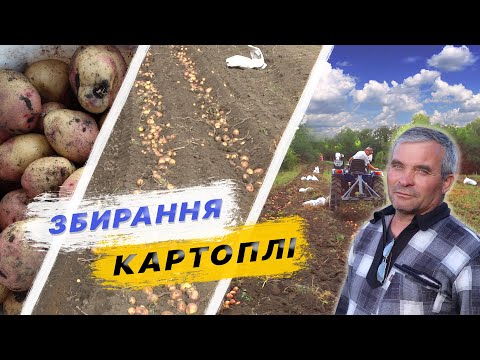 Видео: Збирання картоплі з мінімальним вкладенням. Який врожай?