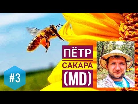 Видео: #3 Протеин как определяющий фактор развития пчелосемьи: ЗА и ПРОТИВ, личный опыт Петра Сакара (MD)