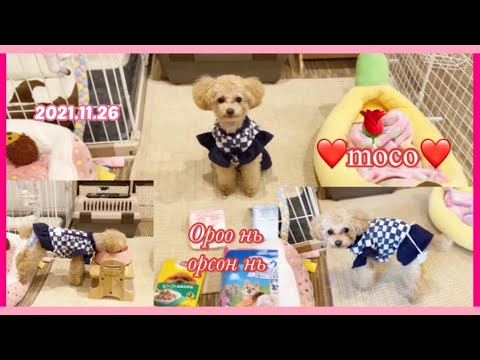Видео: Моко Pampers өмсөж үзсэн нь 【犬の生理】@ZozaJapan