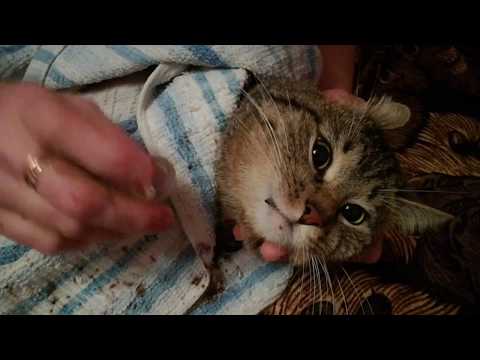 Видео: Лечение Кота Сени от мочекаменной болезни! Как давать таблетки коту если кот их не пьёт!
