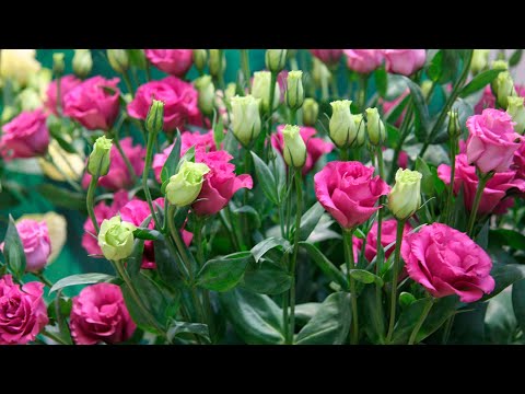 Видео: Прекрасная Эустома. Продолжаем знакомить с сортами и тонкостями выращивания, ухода. Часть 2