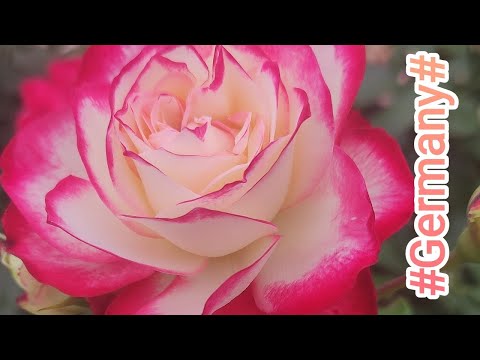 Видео: Розовый Сад в Баден Бадене🌹 Germany🌹Rosengarten🌹 Baden Baden