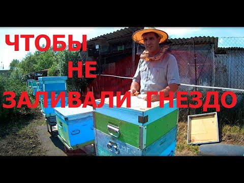Видео: Как предотвратить заливку гнезда мёдом? Карника. Южный Урал