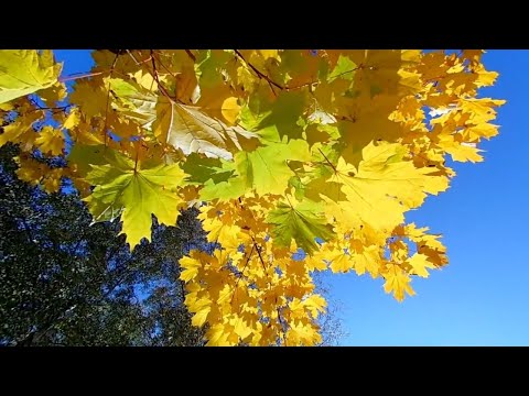 Видео: Очень Красивая Музыка. Брамс. Избранное.