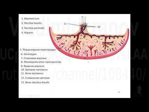 Видео: Кровообращение плода. Кровоток в системе мать - плацента - плод.