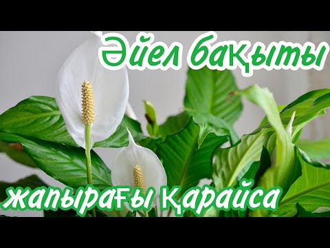 Видео: Әйел бақыты гүлінің жапырағы қурайды. Коментариға жауап беремін. Гүлдер әлемі. Үй гүлдері.