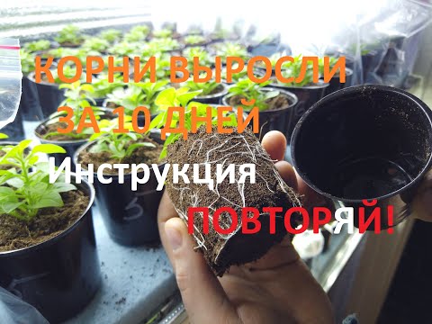 Видео: Мощные БЕЛЫЕ КОРНИ на Ампельной Петунии.