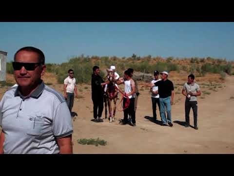 Видео: Кулымбет той1