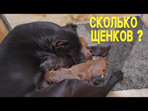 Видео: Питбуль Багира родила дракончиков !!! Сколько ? Каким цветом получились щенки питбуля от Мусы ?