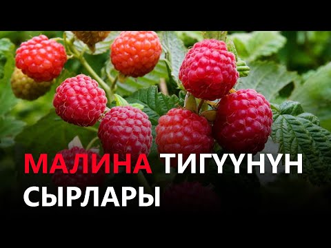 Видео: Newtv// Малина тигүүнүн сырлары // азыркынын азаматтары