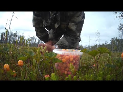 Видео: Карелия. За морошкой на рыбалку.