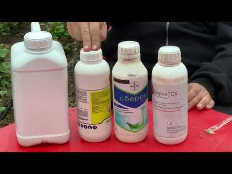 Видео: Обработка роз от паутинного клеща